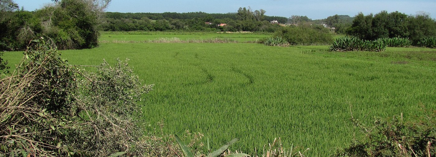 Lavoura de arroz irrigado em área de várzea, com o arroz ainda verde estendendo-se plano até a mata e o casario ao fundo