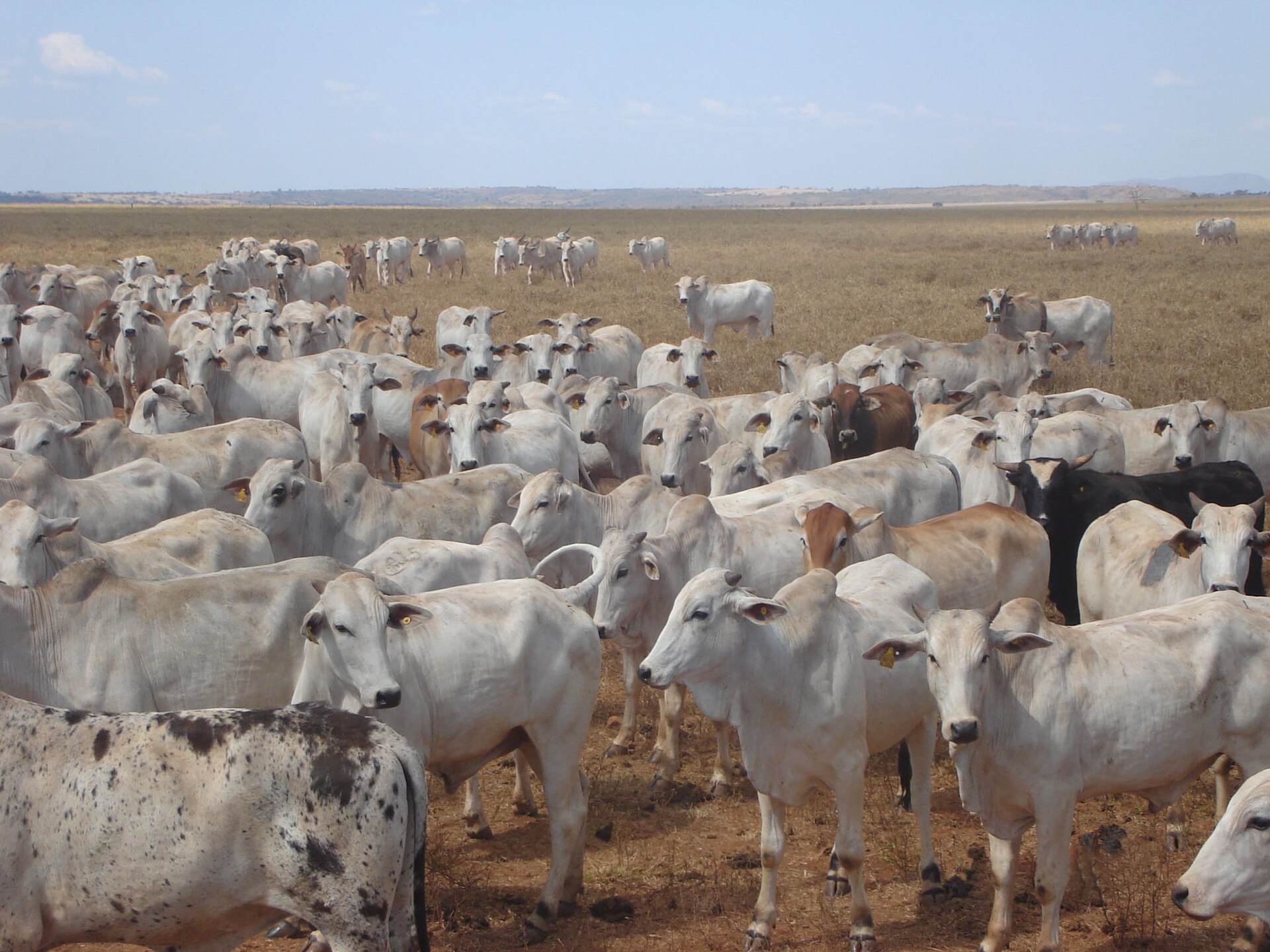 Rebanho numeroso de bovinos nelore reunido em pastagem aberta, com o campo se estendendo até o horizonte