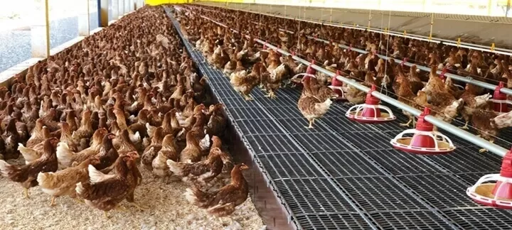 Galinhas poedeiras em sistema cage-free, soltas no galpão sem gaiolas