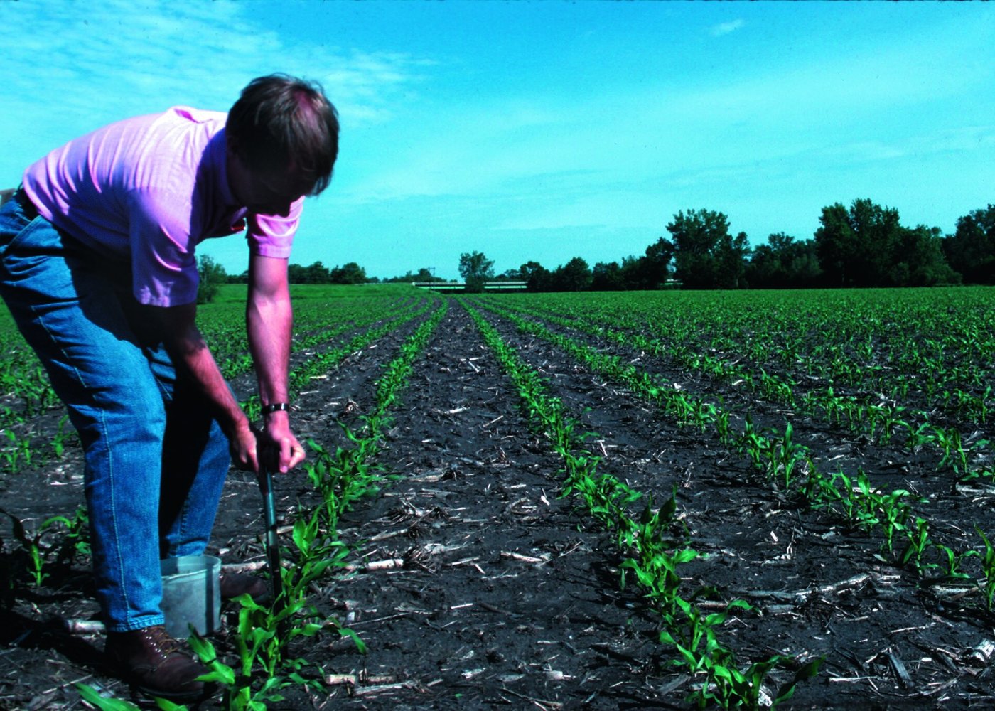 Técnico curvado na lavoura retirando amostra de solo com trado, ao lado de um balde de coleta, entre as linhas de milho recém-emergido