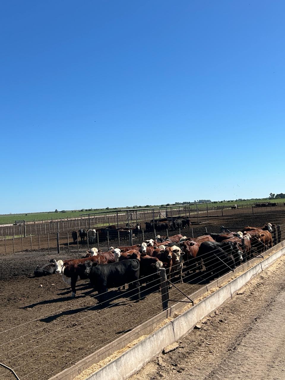 Bovinos de corte em piquete de confinamento, alinhados junto ao cocho de concreto atrás da cerca de arame