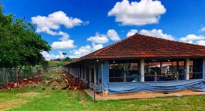 Galinhas poedeiras em sistema free-range, soltas ao ar livre num piquete
