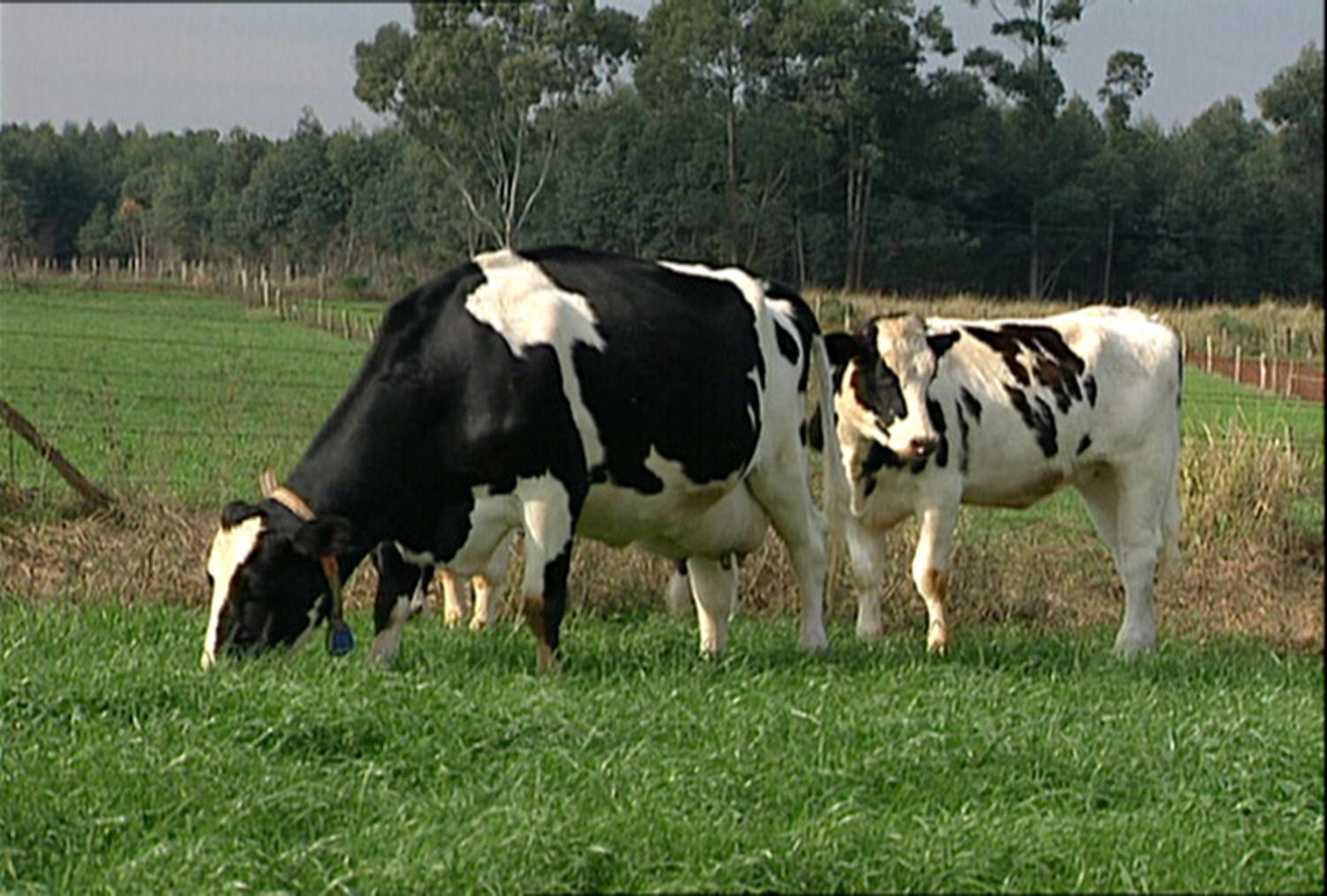 Vacas holandesas pastando em piquete verde, com mata ao fundo
