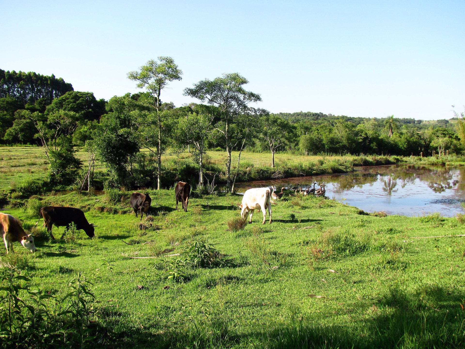 Gado bovino pastando em campo verde ao lado de uma lagoa, com árvores ao fundo, em propriedade rural
