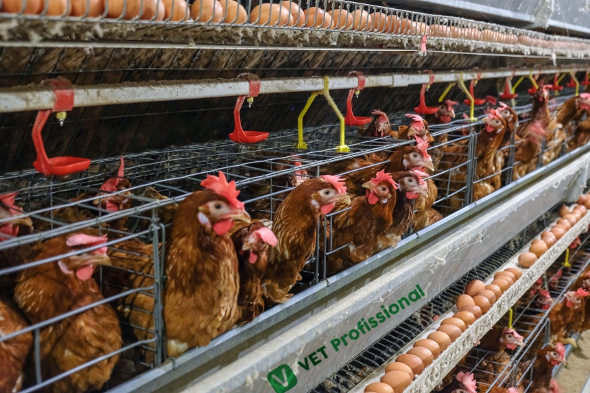Galinhas poedeiras em sistema de gaiolas, produção em bateria