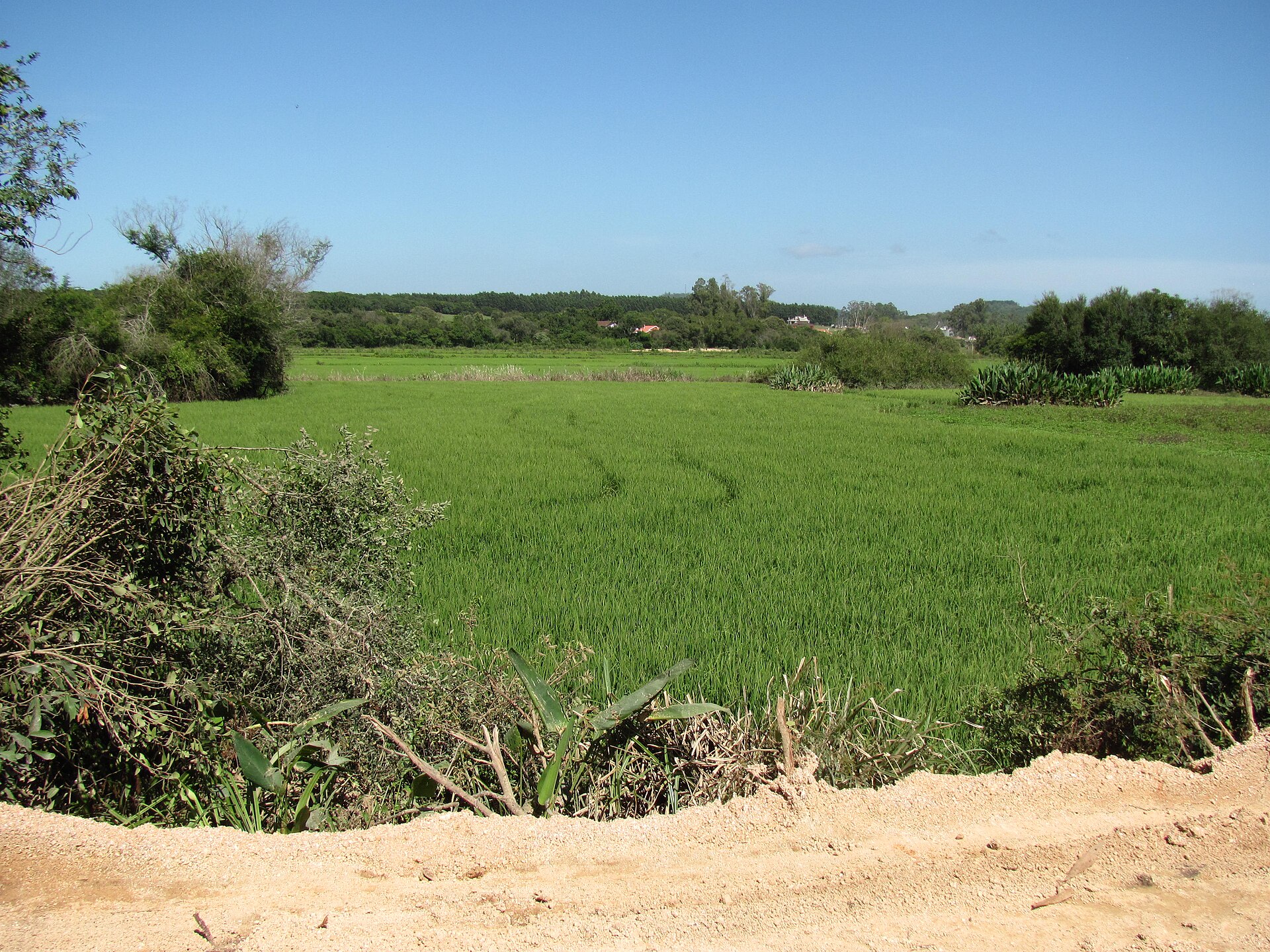 Quadro de lavoura de arroz irrigado em área de várzea, com o arroz ainda verde, mata e casario ao fundo, sob céu azul