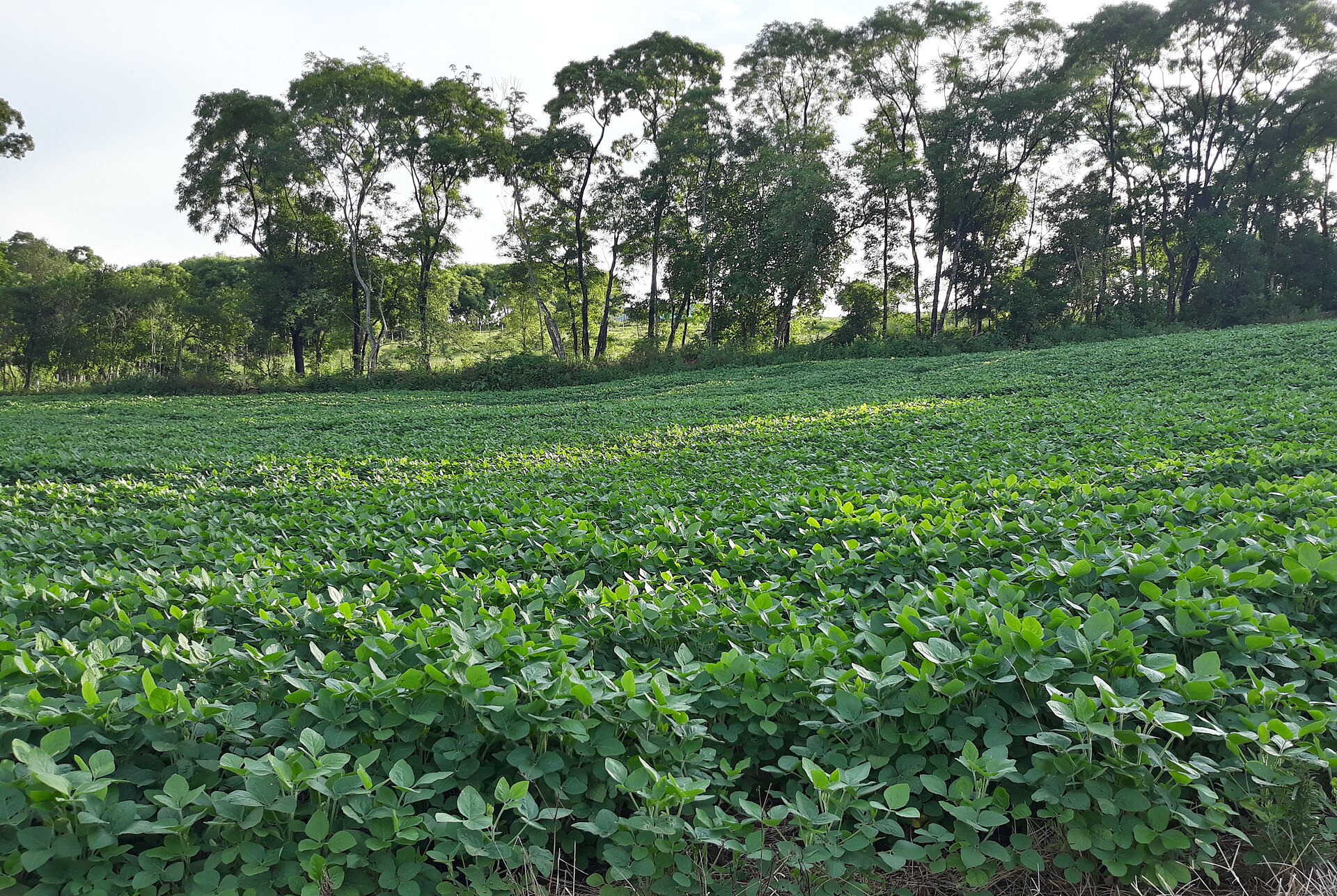 Lavoura de soja em pleno desenvolvimento, folhas verdes cobrindo o terreno até uma faixa de mata no fundo