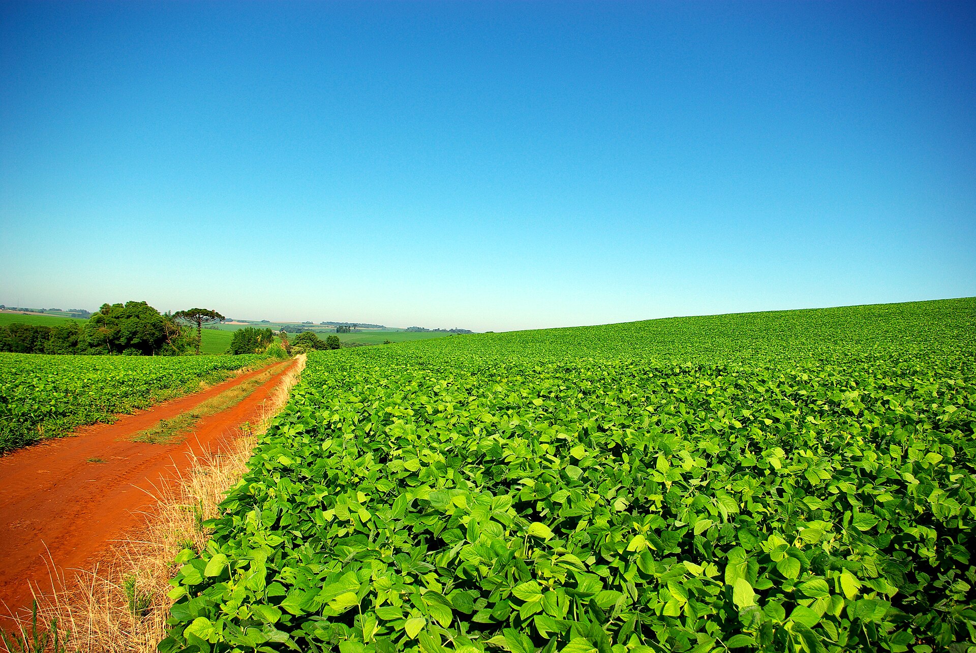 Lavoura de soja em pleno desenvolvimento vegetativo, estendendo-se até o horizonte em relevo suavemente ondulado, com estrada de terra vermelha ao lado