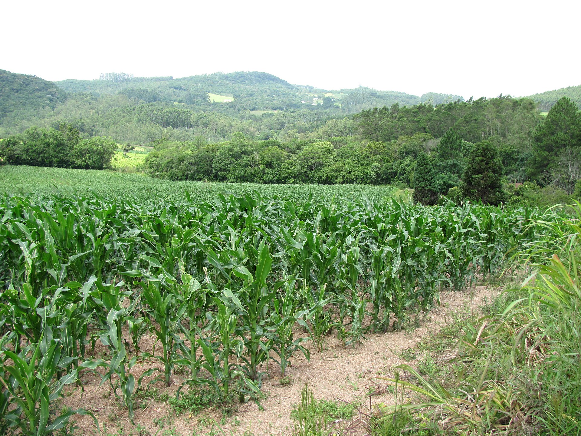 Lavoura de milho em fase vegetativa, plantada em relevo ondulado, com mata e morros ao fundo, no interior do Rio Grande do Sul