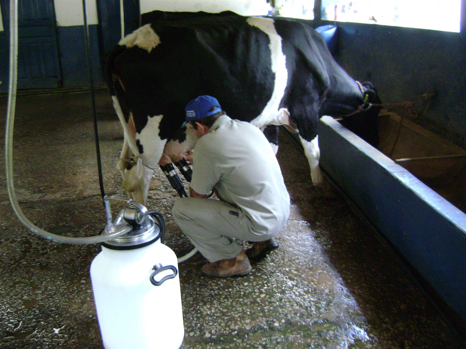Produtor ordenhando vaca com ordenhadeira mecânica de balde ao pé, dentro de estábulo simples