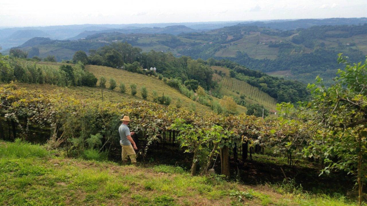 Produtor rural caminhando entre as fileiras de um parreiral em encosta, com o vale da Serra Gaúcha ao fundo