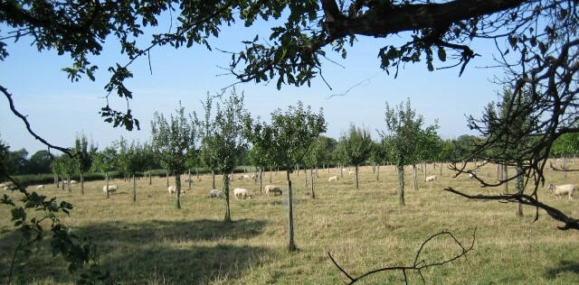 Pomar jovem com mudas tutoradas plantadas em fileiras regulares, evidenciando o espaçamento entre plantas e entre linhas