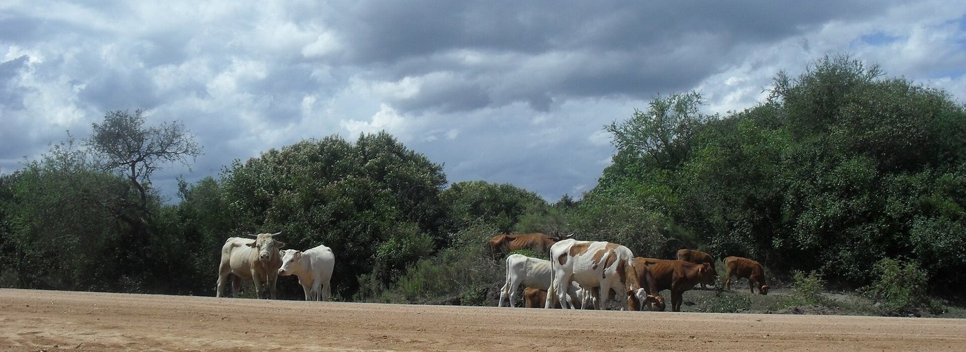 Rebanho de corte junto à vegetação de campo, com vacas adultas e terneiros de pelagens e portes diferentes na mesma tropa
