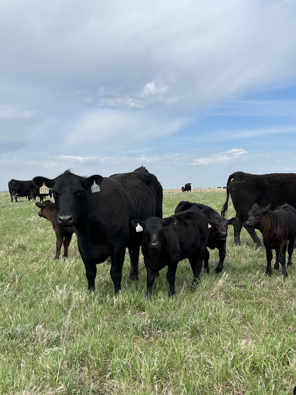 Vacas e terneiros da raça Angus pastando em campo aberto