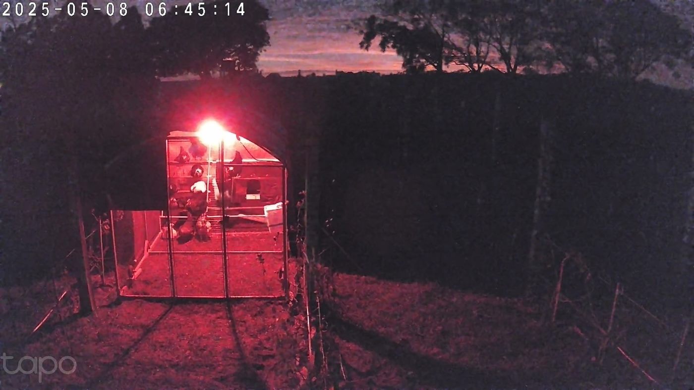 Galinhas dentro do galinheiro, foto noturna em infravermelho, primeira noite após a introdução do lote