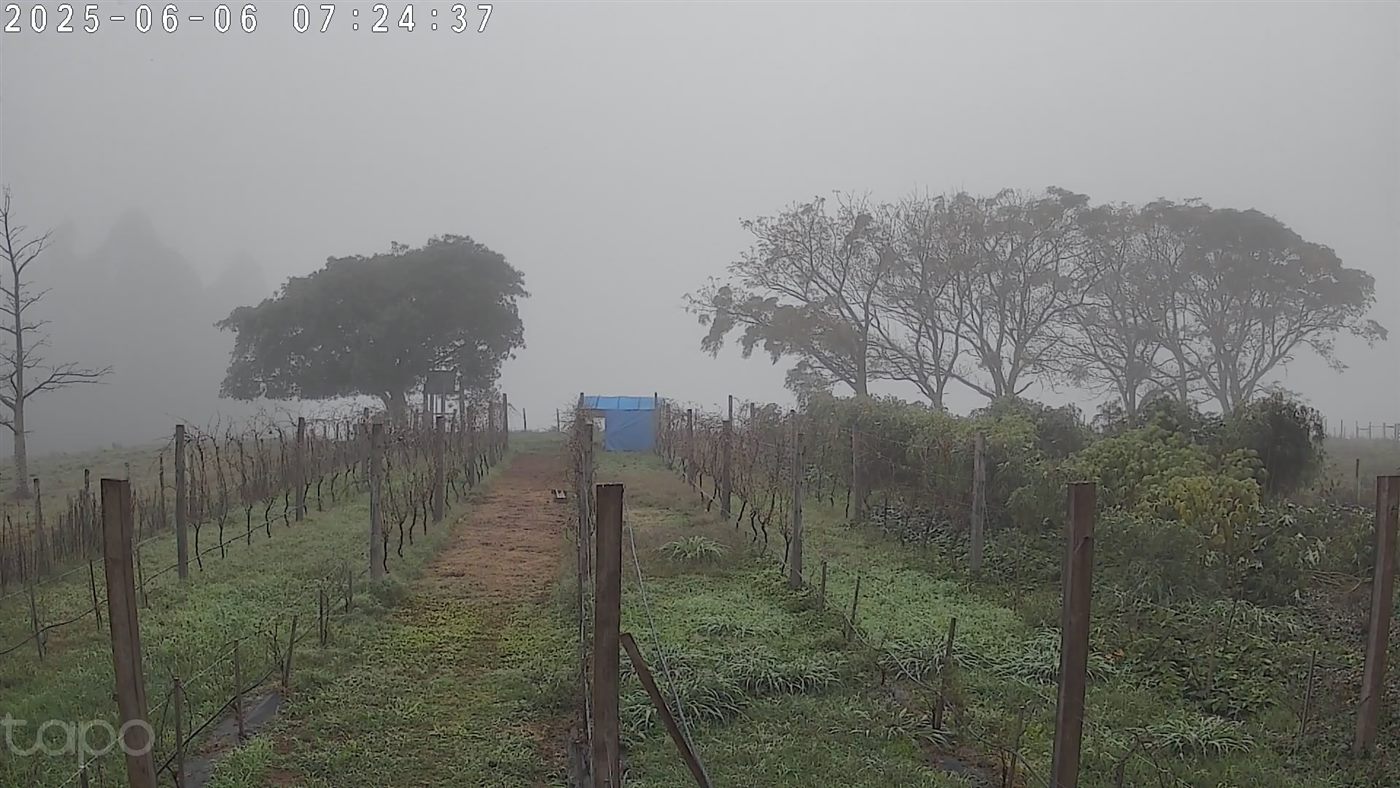 Vinhedo tomado por neblina espessa, com o galinheiro pouco visível ao fundo