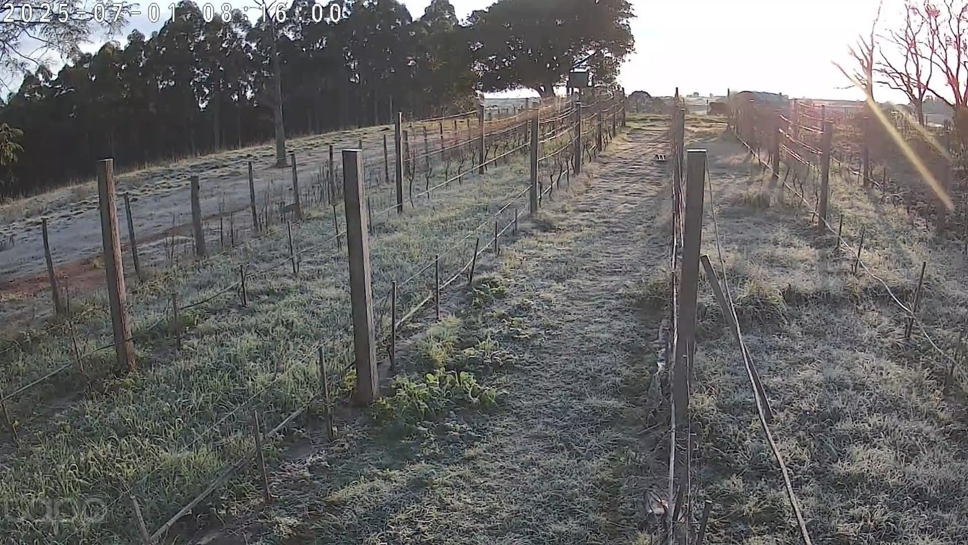 Fileira do vinhedo coberta de geada numa manhã fria de inverno