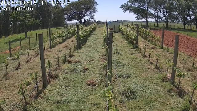 Galinheiro móvel visto de longe, ao final de uma fileira do vinhedo com a grama recém-roçada, em dia claro