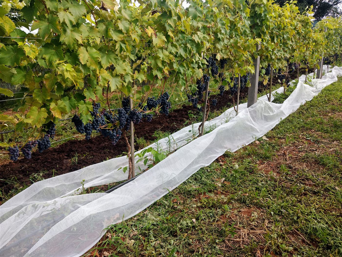 Fileira de videiras carregadas de uvas, cobertas por manta protetora, em dezembro de 2023, antes da construção do galinheiro