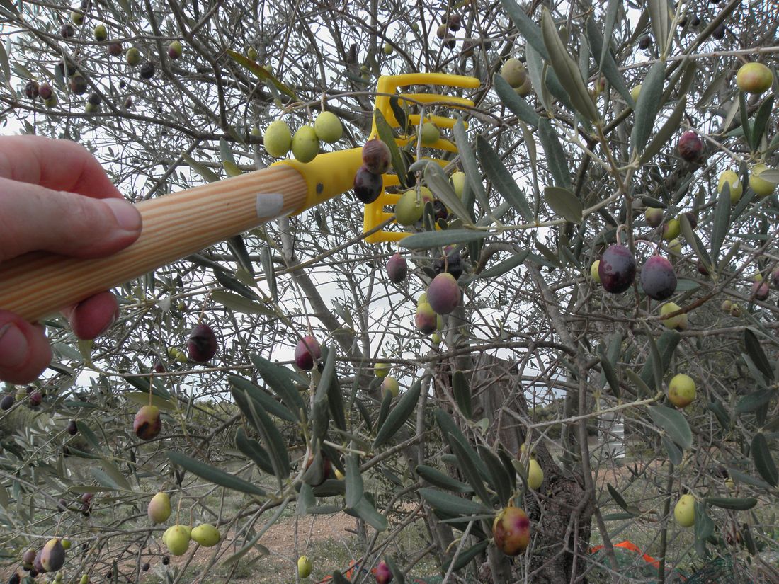 Mão usando um pente colhedor amarelo para colher azeitonas verdes e roxas direto do galho