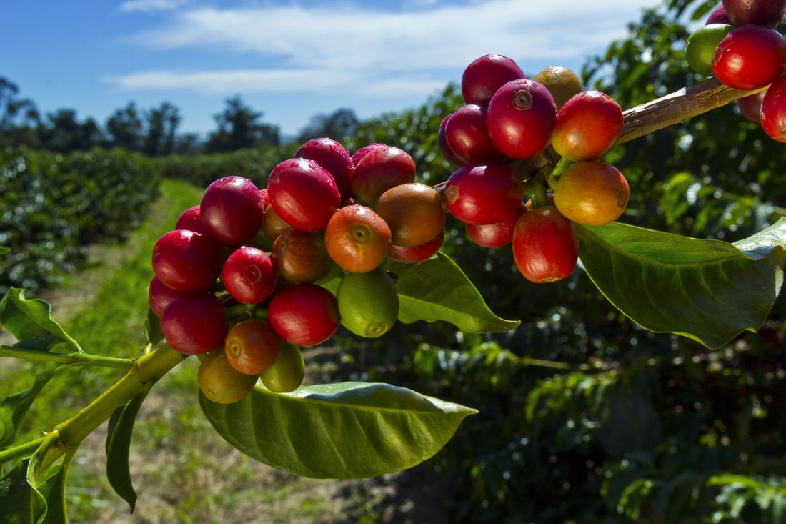 Ramo de cafeeiro com cerejas de café maduras, vermelhas, prontas para colheita