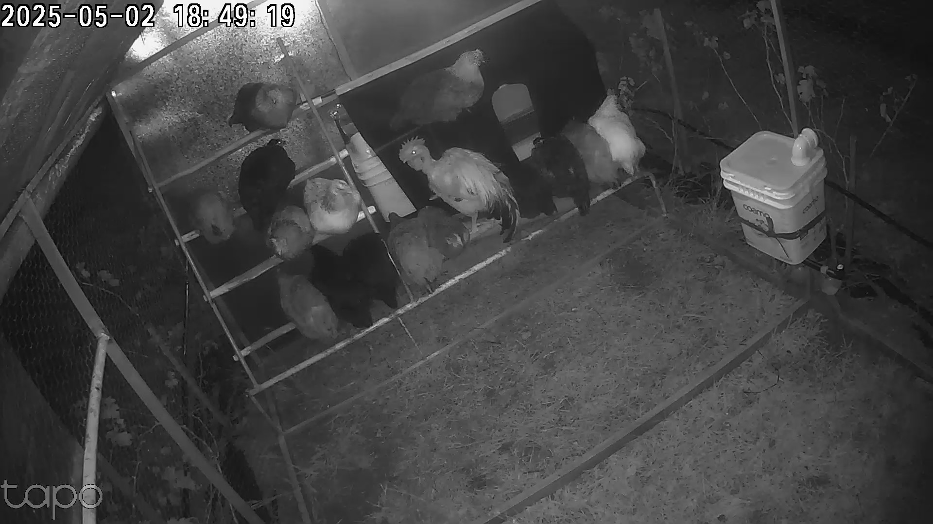 Bombona transparente com niple, vista noturna pela câmera do galinheiro