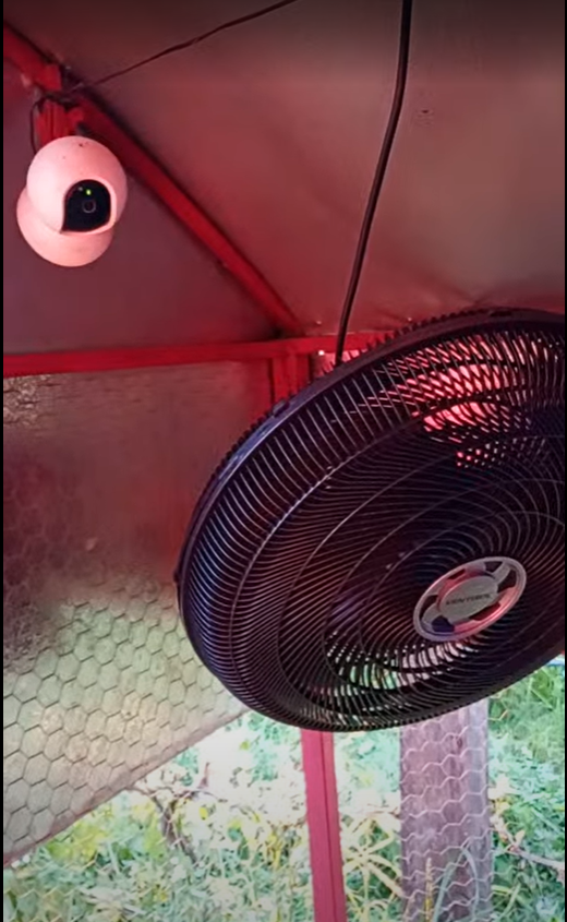 Câmera Wi-Fi e ventilador de parede montados na estrutura interna do galinheiro