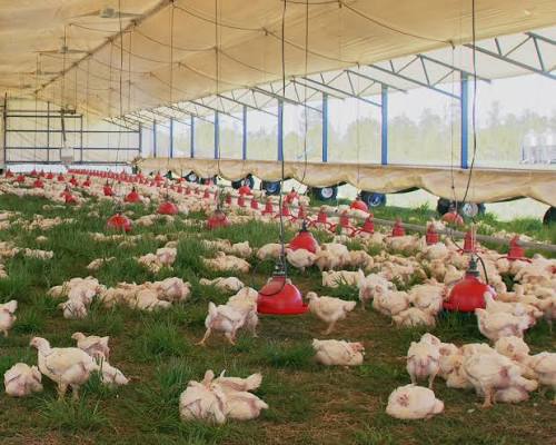 Centenas de frangos soltos sob a mesma estrutura em túnel, com comedouros pendurados em vermelho